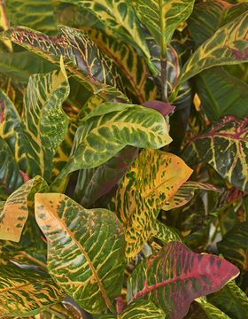 Кротон куст Мидл зелёно-жёлто-розовый (Sensitive Botanic)