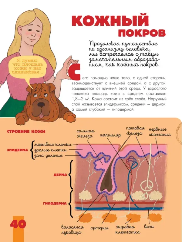 Тело человека