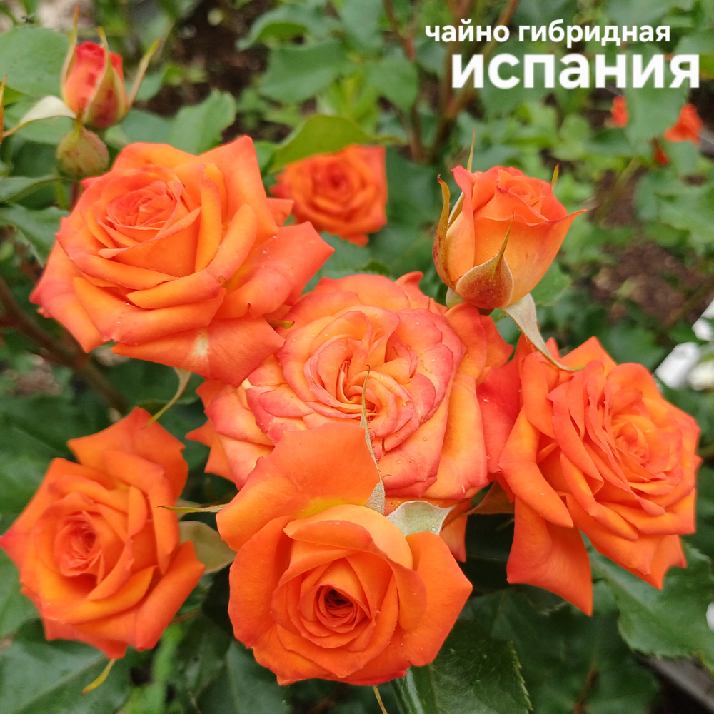 Саженцы роз чайно гибридная ИСПАНИЯ
