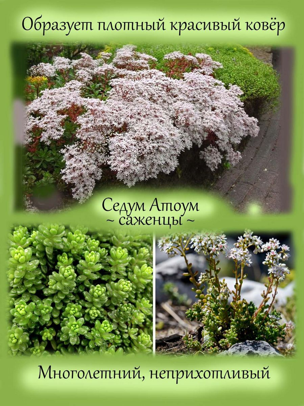Седум Атоум коротколистный очиток многолетник