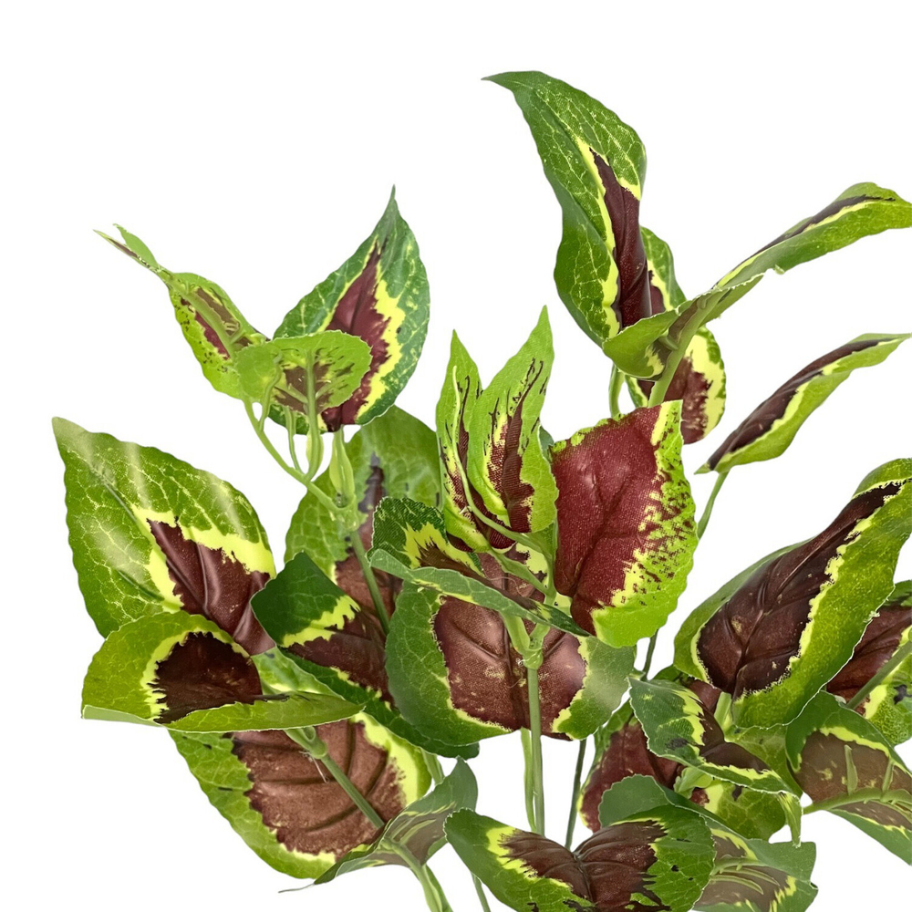 Колеус куст 35 см