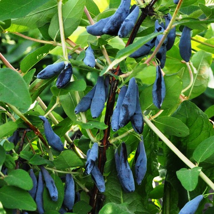 Жимолость Бачкарская юбилейная