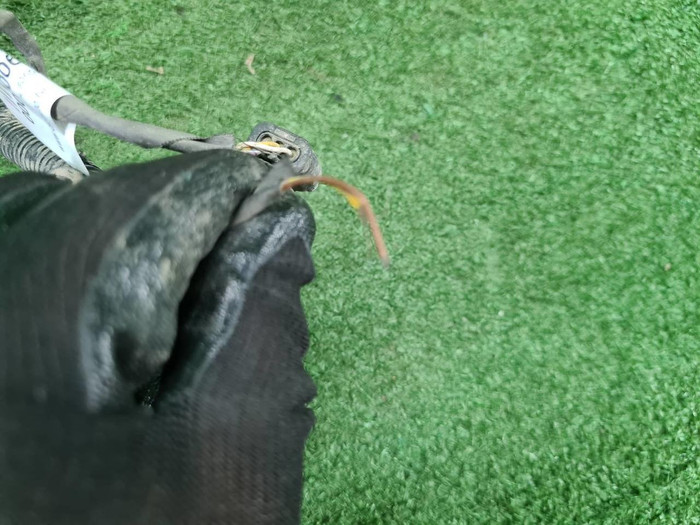 Проводка заднего бампера EXEED VX (2021-н.в.)