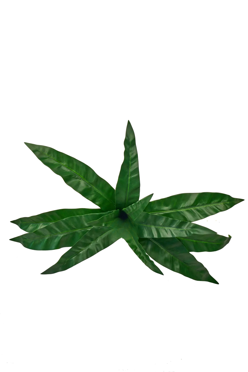 Куст асплениума 12 листьев