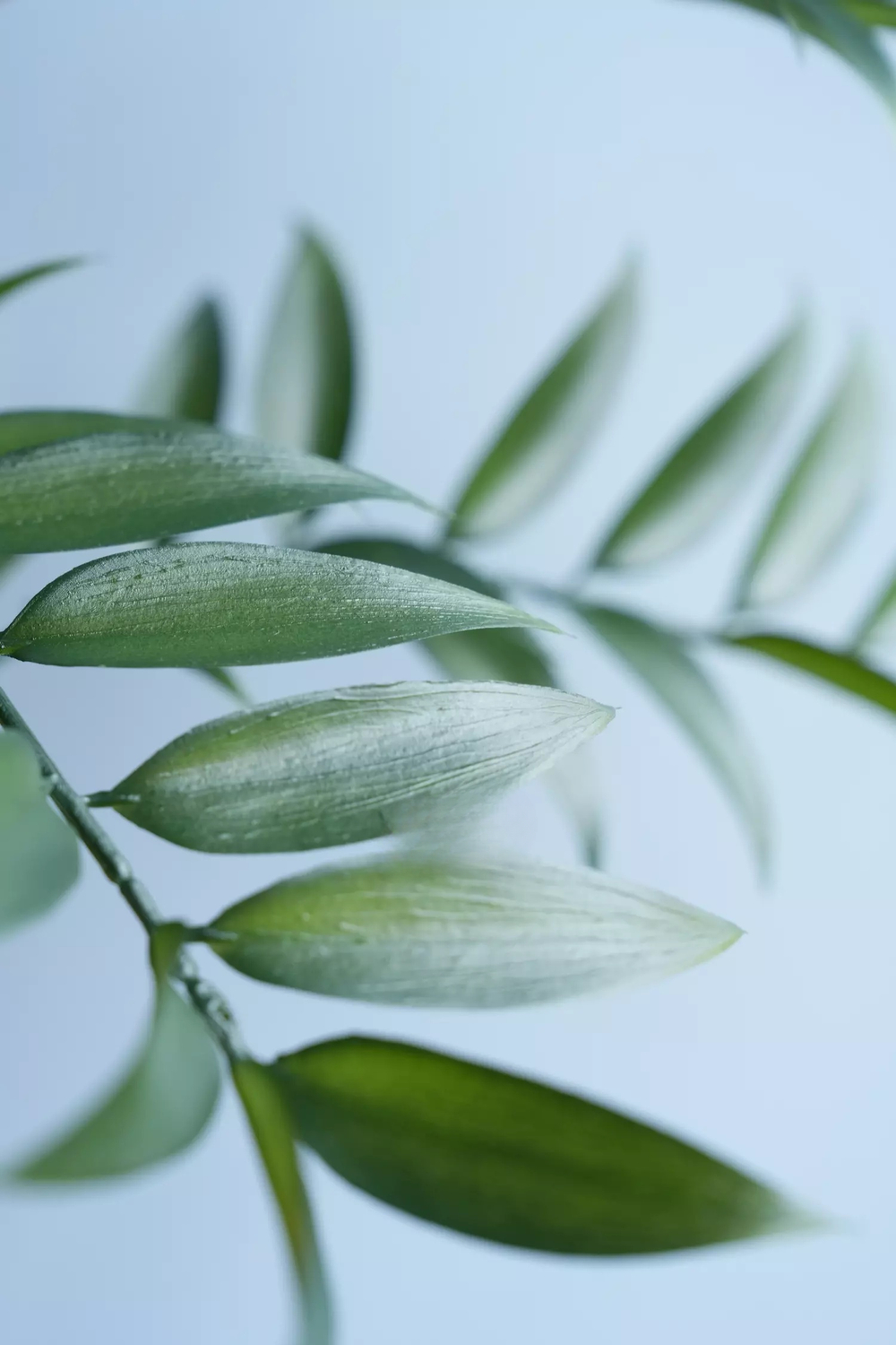 Куст Рускуса