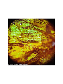 Микроскоп Levenhuk Rainbow 50L PLUS Лунный камень