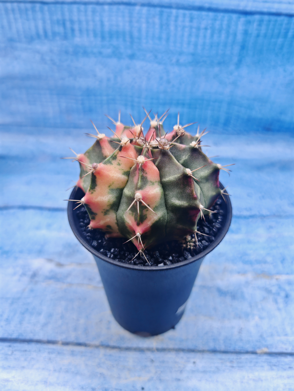 Gymnocalycium Variegata (Гимнокалициум Вариегатный)