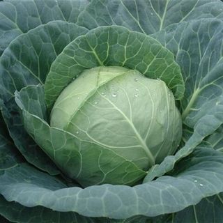 Капуста белокочанная Марло F1 2500 (семян)
