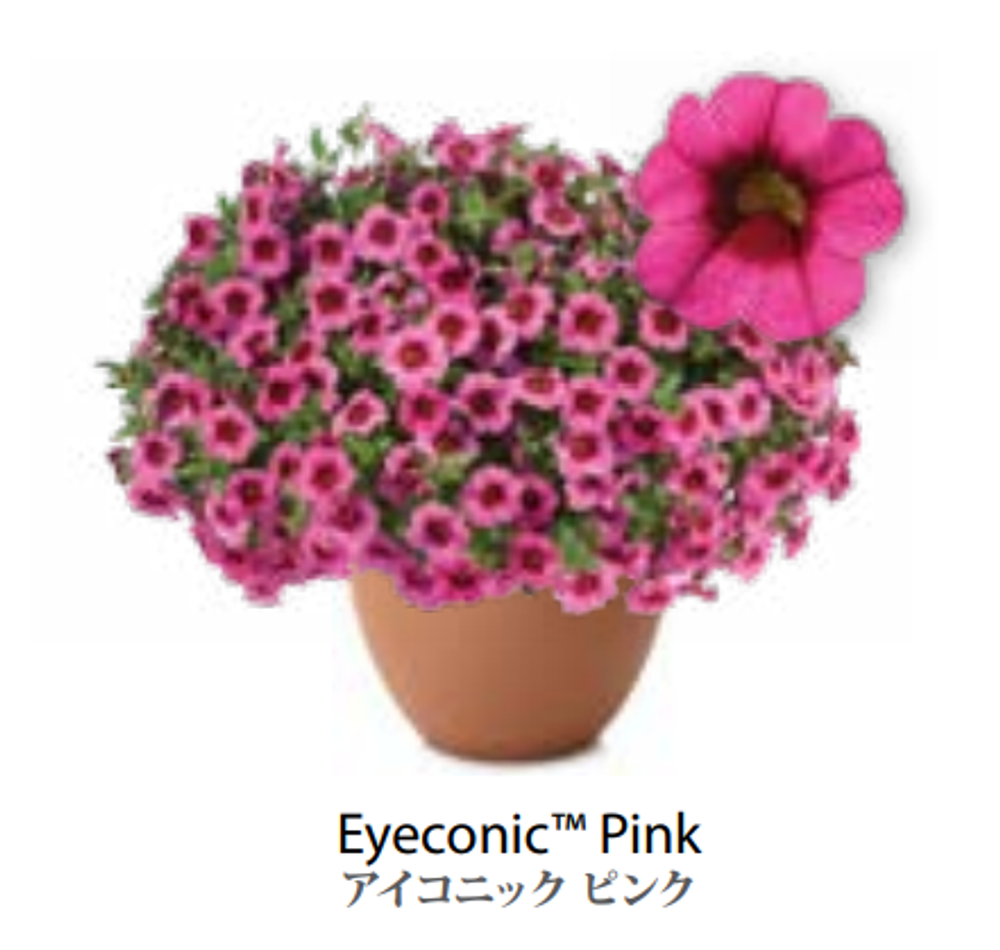 ЕВРО Calibrachoa Eyeconic Pink укорененный черенок середина декабря 25