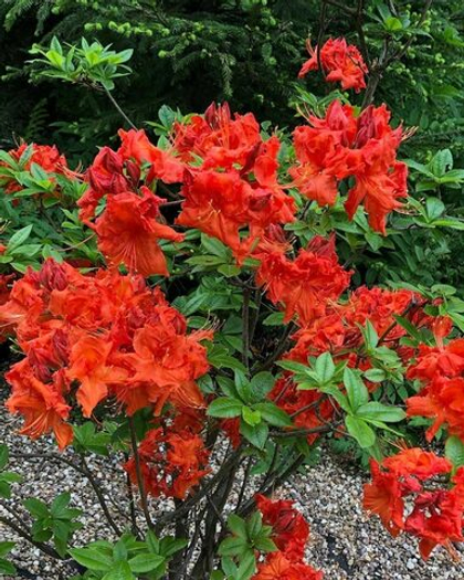 Азалия Фаербол