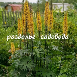 Бузульник Пржевальского (горшок 3л)