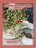 Мюленбекия Маори вариегатная