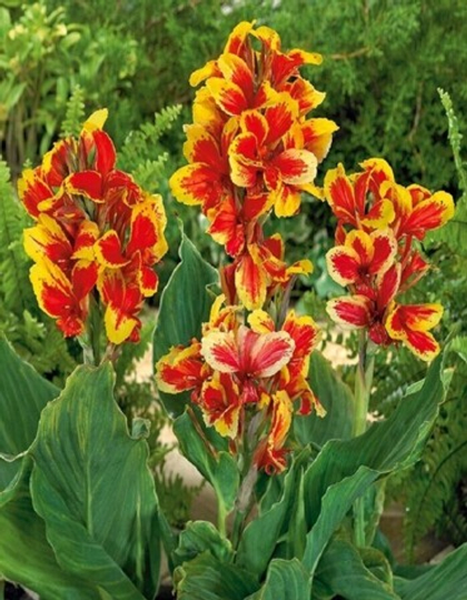 Канна Розамунд Коулз