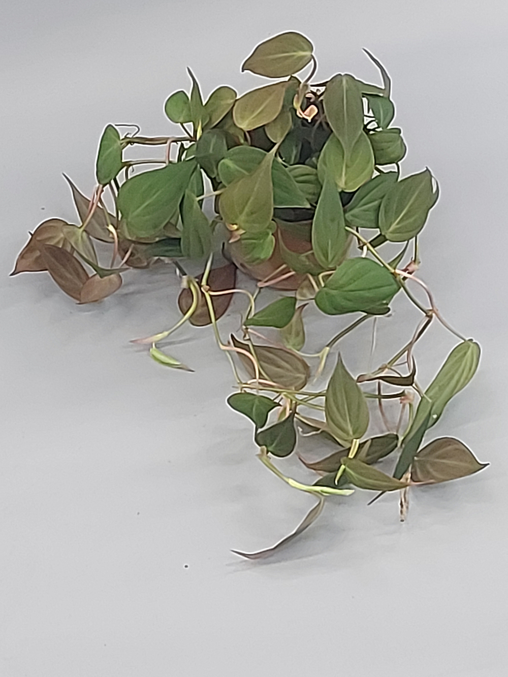 Филодендрон Скандерс миканс 11/20