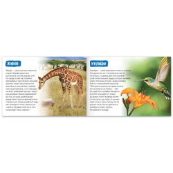 Обучающие книги набор «Удивительный мир» 6 шт.