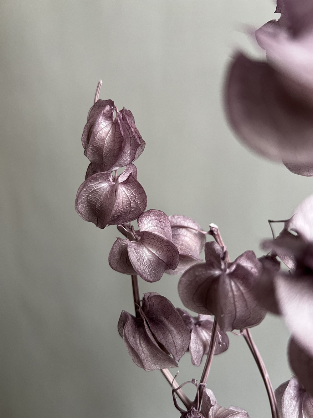 Физалис стабилизированный сиреневый