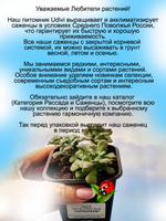 Седум Пурпуреум лапчатолистный очиток почвопокровный