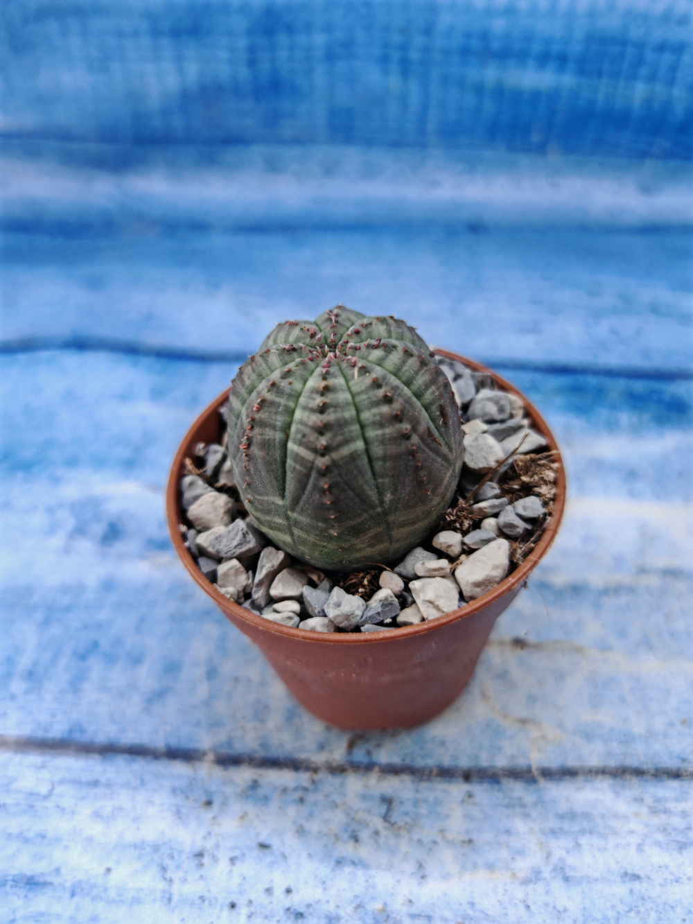 Euphorbia Obesa (Эуфорбия)
