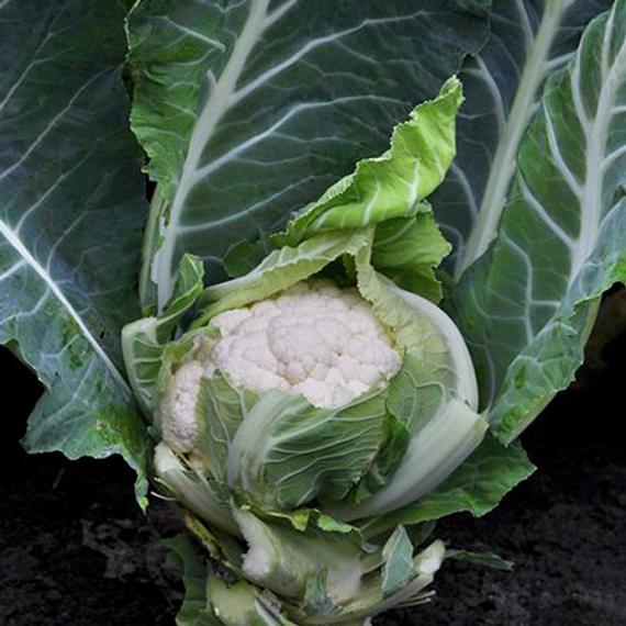 Гохан F1 семена капусты цветной (Syngenta / ALEXAGRO) культура – фото 3