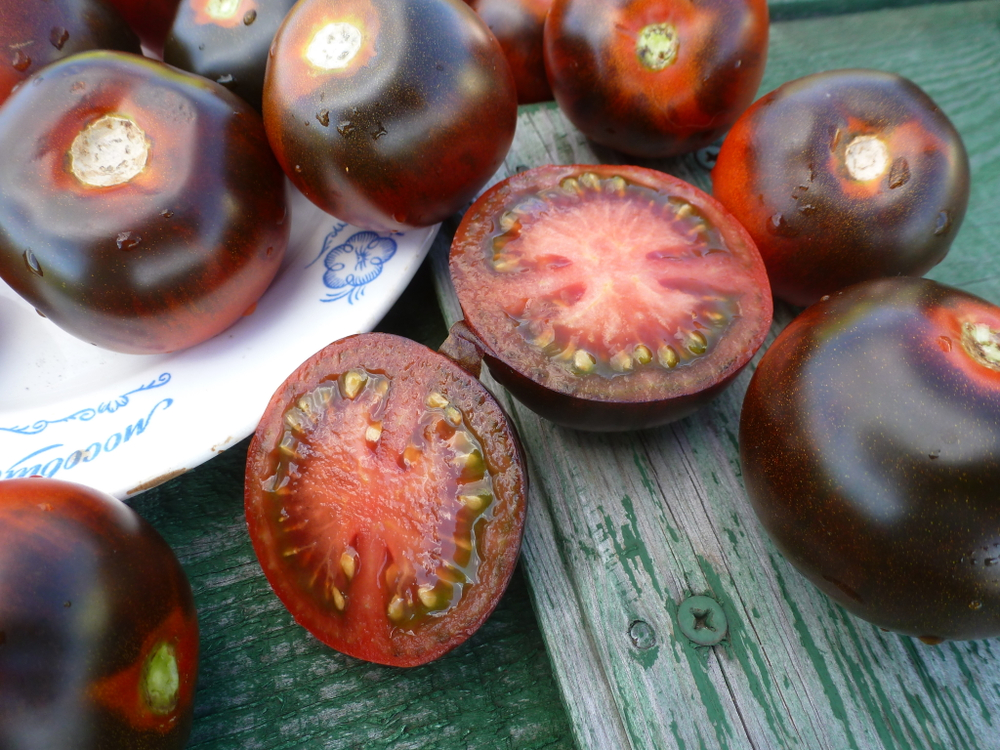 Помидоры - Blue Chocolate - Синий Шоколад