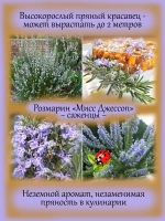 Розмарин Мисс Джессоп