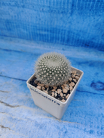 Notocactus Haselbergii (Нотокактус)