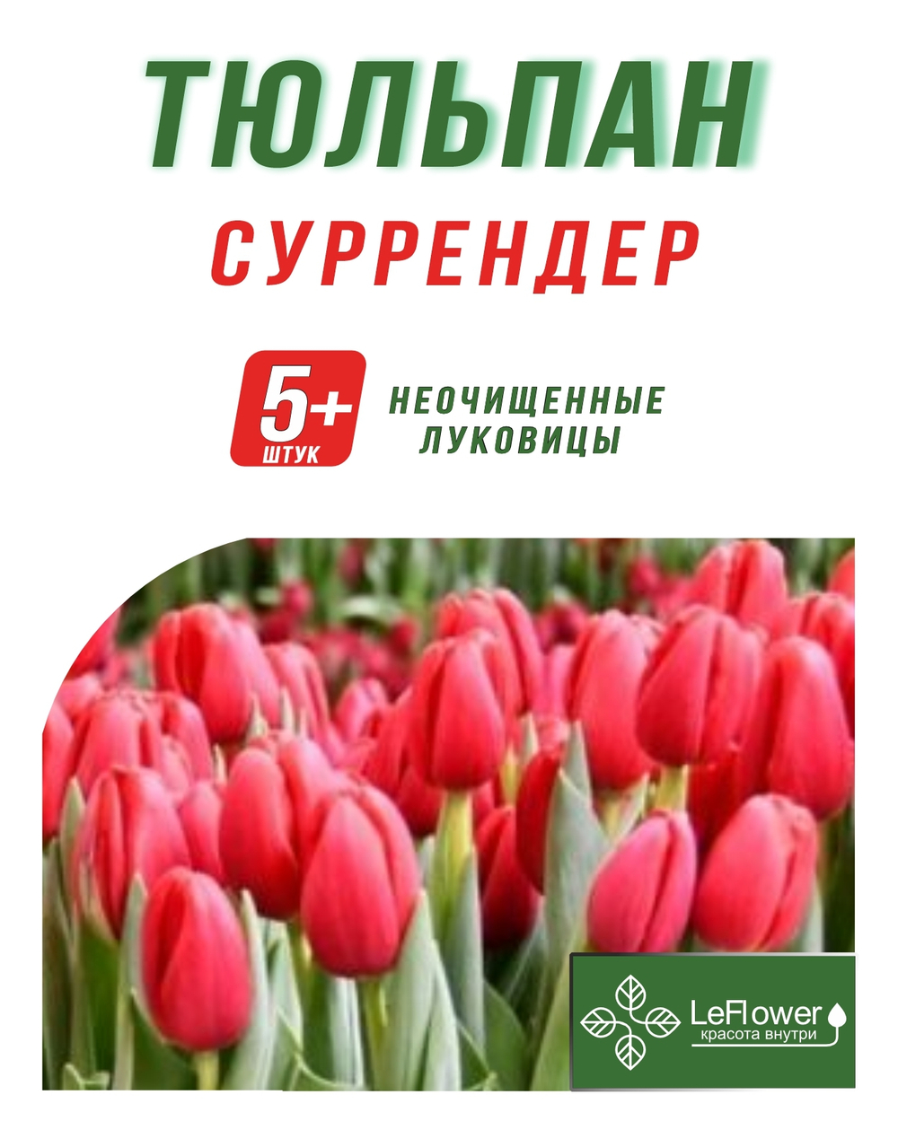 Тюльпан Луковица, Суррендер, 5+ шт
