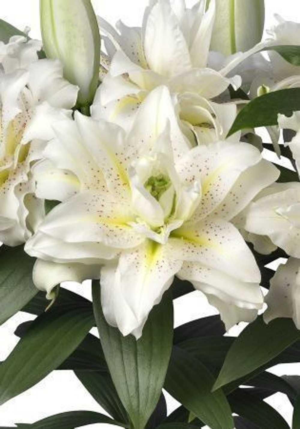 Лилия Розелили Зита луковица март 2026