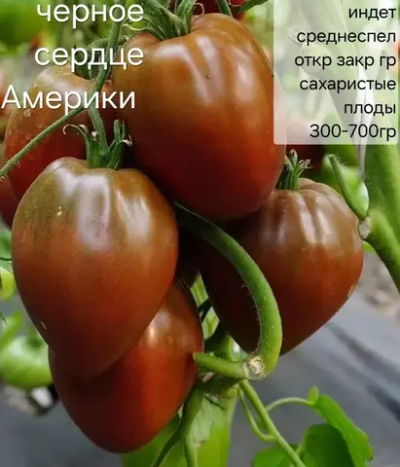 ЧЕРНОЕ СЕРДЦЕ АМЕРИКИ