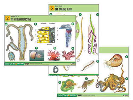 Комплект таблиц "Зоология 1" (14 табл., формат А1, лам.)