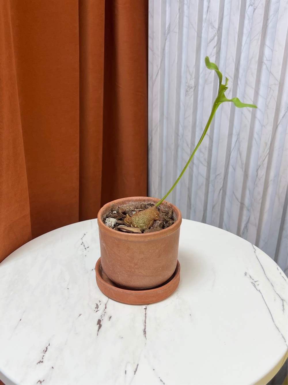 Леканоптерис Крустацея, Папоротник, D9см Н15см, 1шт, Urban Jungle (2962)
