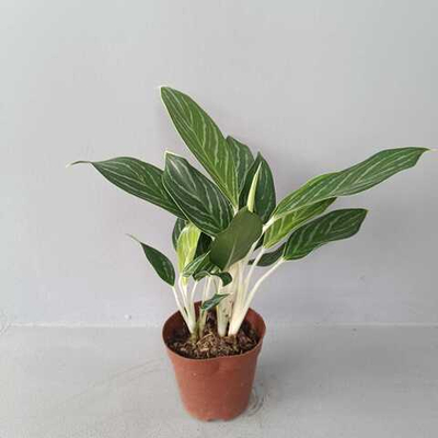 Аглаонема Страйп