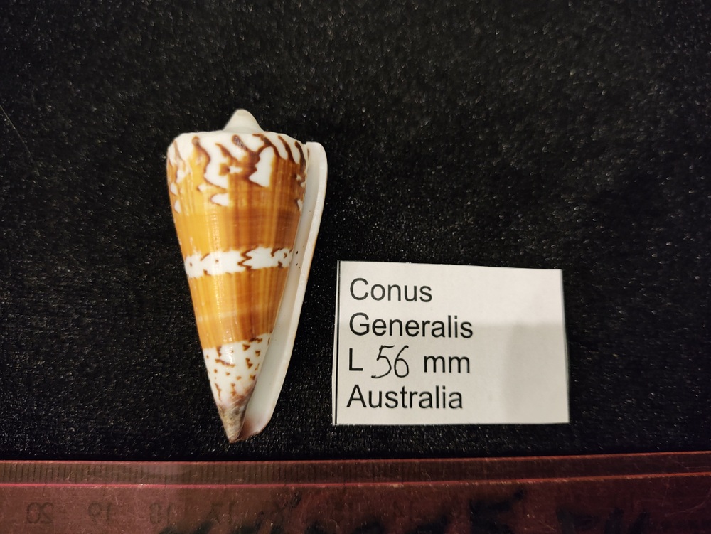 Конус генеральский