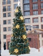 сосна уличная каркасная ,хвоя - леска распушенная