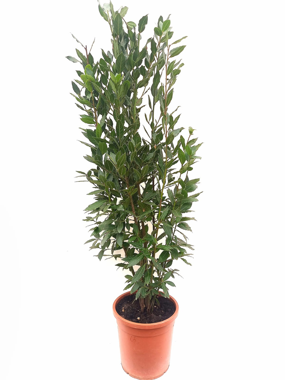 Лавр благородный