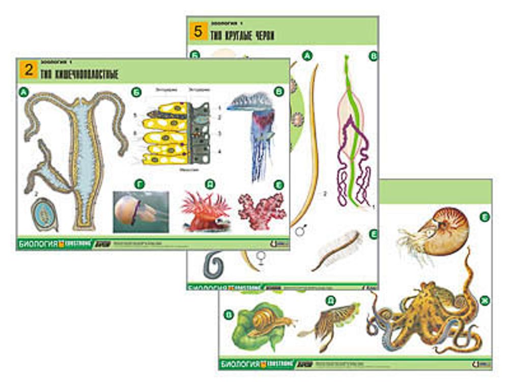 Комплект таблиц &quot;Зоология 1&quot; (14 табл., формат А1, лам.)