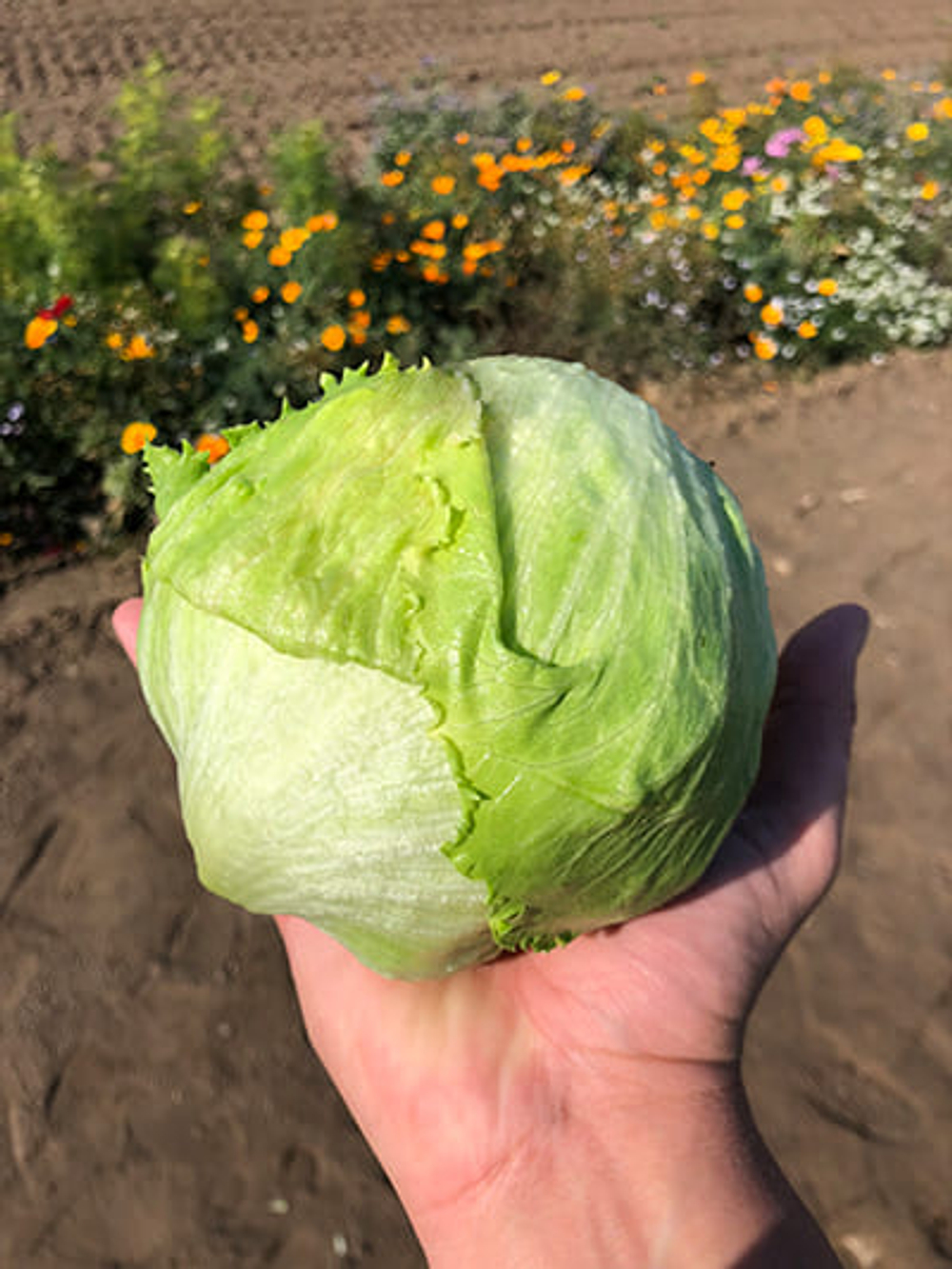 Салат Трапер