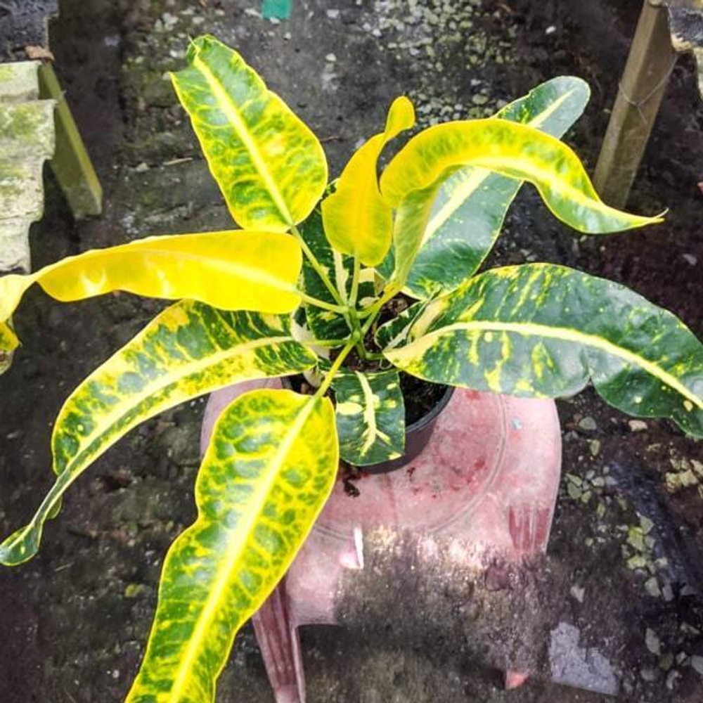 Кротон JETSADA