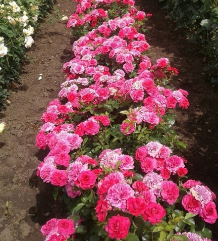 САНГРИЯ (Sangria)