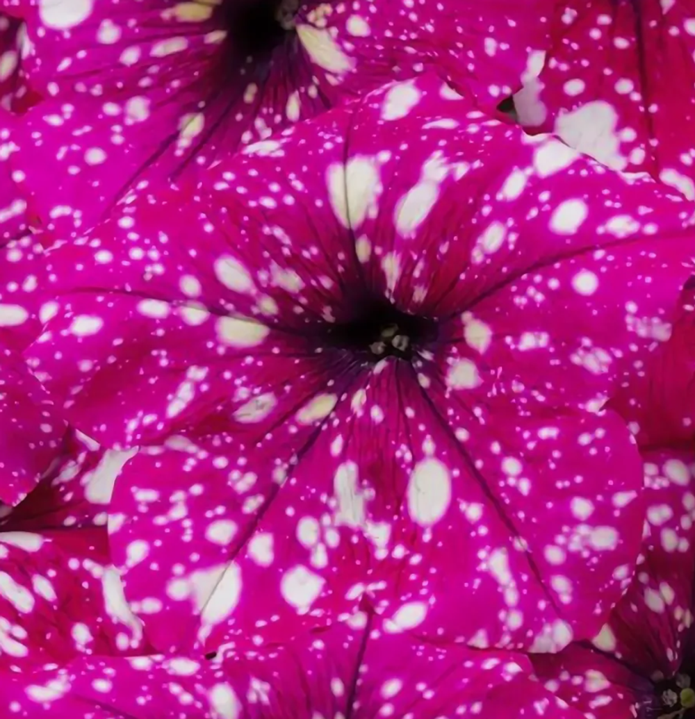 ЕВРО Петуния Constellation Magenta Comet укорененный черенок ОКС