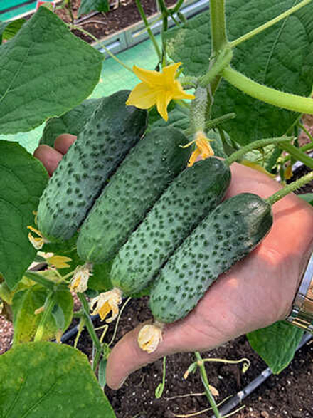 Огурец Герман F1