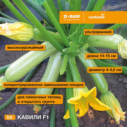 Cемена кабачка Кавили F1, Nunhems, 5 шт.