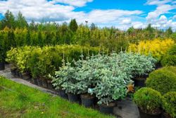 Голубая ель в горшке