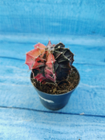 Gymnocalycium Variegata (Гимнокалициум Вариегатный)