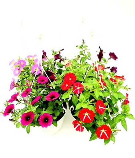 Петуния ампельная