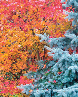 Plants for the Winter Garden
