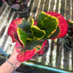 Кротон THA CHALOM