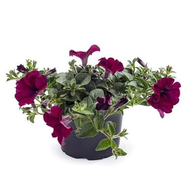 32212 Петуния TEA PURPLE VEIN (ВЕСНА 2025)