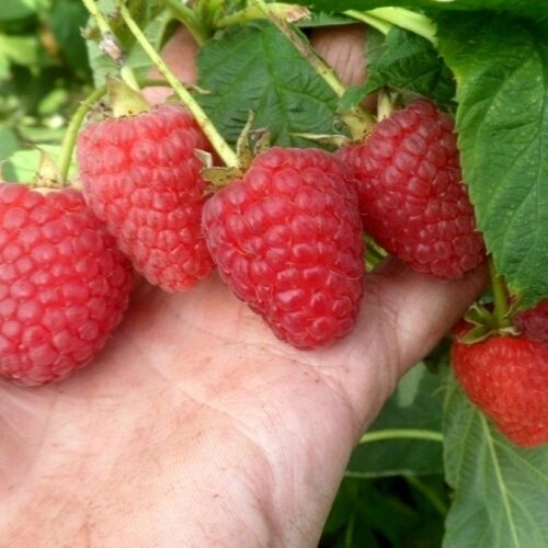 Малина Маравила (Ремонтантный сорт)