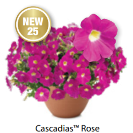 ЕВРО Петуния Cascadias Rose ОКС укорененные черенки В наличии